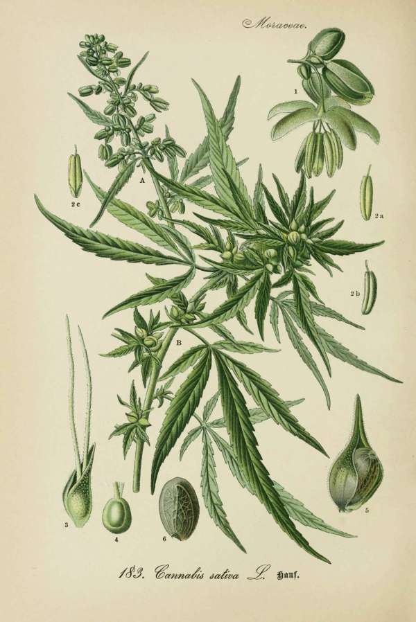 Zöldségek, ehető növények, haszonnövények – 13 – Kannabisz Dr. Thomé  Botanika